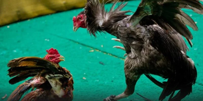 Đá gà 8XX được mệnh danh là huyền thoại trong làng giải trí