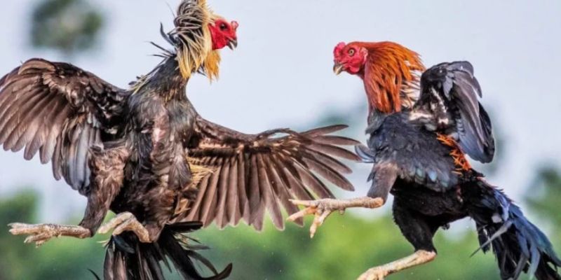 Đá gà cựa được đông đảo người chơi lựa chọn tại Đá gà WS168 8XX