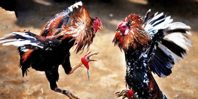 Đá gà cựa sắt hình thức được yêu thích tại Đá gà SV128 8XX