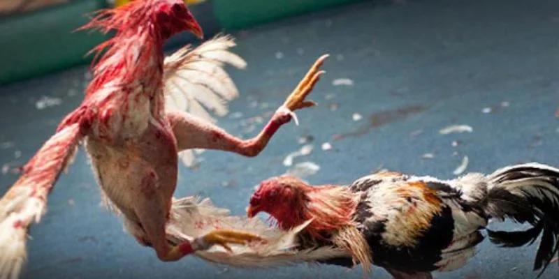 Đá gà là game thường xuyên cập nhật vô vàn các trận đấu kịch tính