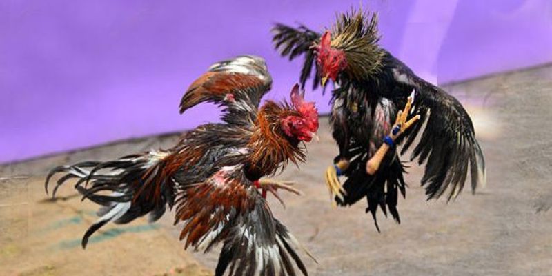 Giới thiệu về thế gà đá xạ