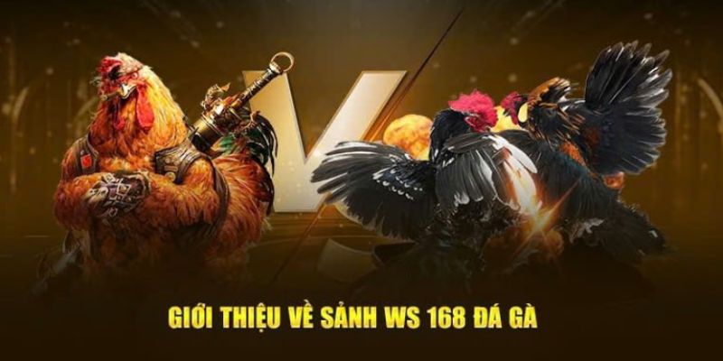 Sân chơi Đá gà WS168 8XX được lòng nhiều người chơi chọi kê