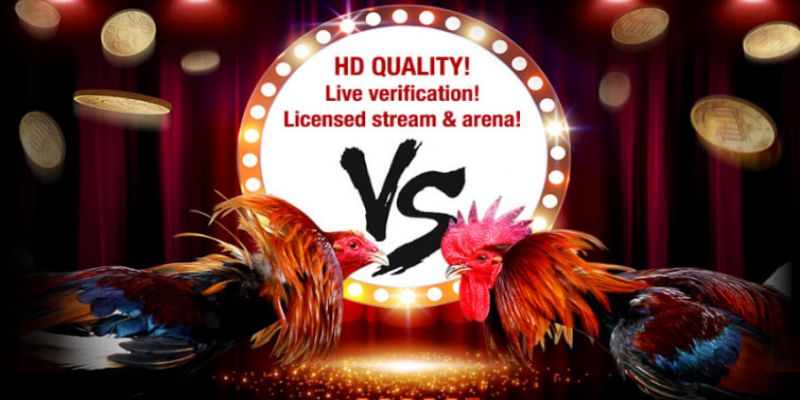 Tổng quan về Đá gà SV128 8XX